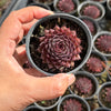 Sempervivum 'Gabrielle'