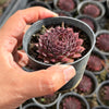 Sempervivum 'Gabrielle'