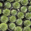 Sempervivum 'Gay Jester'