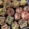 [PACK of 10 PLANTS] x Echeveria 'Jade Star'