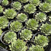 Sempervivum 'Gay Jester'