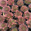 Jovibarba heuffelii 'Inferno'