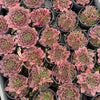 Jovibarba heuffelii 'Inferno'
