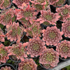 Jovibarba heuffelii 'Inferno'