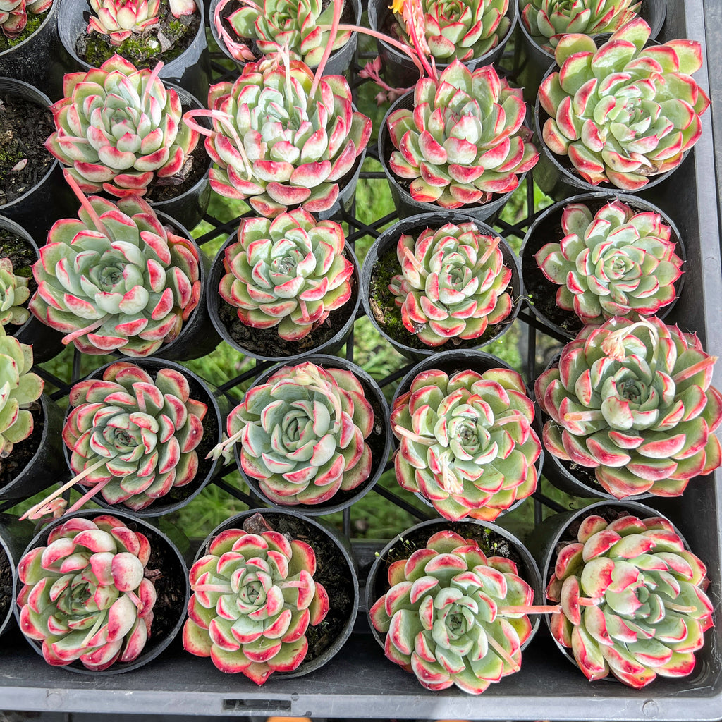 [PACK of 10 PLANTS] x Echeveria Mexican’s Choice