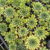 Sempervivum 'Sharon's Pencil'
