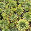 Sempervivum 'Sharon's Pencil'
