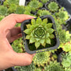 Sempervivum 'Sharon's Pencil'