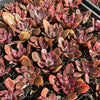 [PACK of 10 PLANTS] x Echeveria Hanaikada