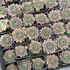 Sempervivum 'Collage'