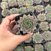Sempervivum 'Collage'