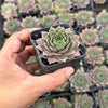 Sempervivum 'Collage'