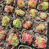 [PACK of 10 PLANTS] x Echeveria Briar Rose f. cristata