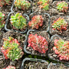 [PACK of 10 PLANTS] x Echeveria Briar Rose f. cristata