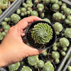 Sempervivum 'Tiny Tots'