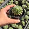 Sempervivum 'Tiny Tots'
