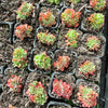 [PACK of 10 PLANTS] x Echeveria Briar Rose f. cristata