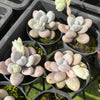 [PACK of 10 PLANTS] x Pachyphytum oviferum 'Moonstones'