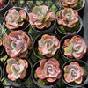 [PACK of 10 PLANTS] x Echeveria Beyonce Rainbow Variegated (XS)