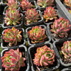 [PACK of 10 PLANTS] x Echeveria 'Angela Star' (KRF)