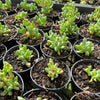 [PACK of 10 PLANTS] x Oscularia deltoides  (PLANT)