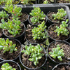 [PACK of 10 PLANTS] x Oscularia deltoides  (PLANT)