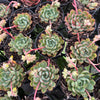 [PACK of 10 PLANTS] x  Echeveria 'Dream Rose'