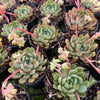 [PACK of 10 PLANTS] x  Echeveria 'Dream Rose'