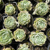 [PACK of 10 PLANTS] x Echeveria 'Cream Elegans'