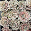 [PACK of 10 PLANTS] x Echeveria 'Lola'