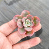 Echeveria 'Raindrops' (young plant)(NO DROPS)