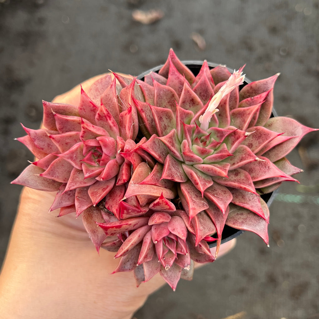 Echeveria 'Fantasy Queen'