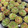 [PACK of 10 PLANTS] x Echeveria 'Yin Lisa'