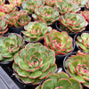 [PACK of 10 PLANTS] x Echeveria 'Yin Lisa'
