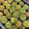 [PACK of 10 PLANTS] x Echeveria 'Yin Lisa'