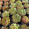 [PACK of 10 PLANTS] x Echeveria 'Yin Lisa'