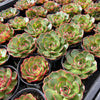 [PACK of 10 PLANTS] x Echeveria 'Yin Lisa'