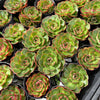 [PACK of 10 PLANTS] x Echeveria 'Yin Lisa'