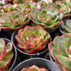 [PACK of 10 PLANTS] x Echeveria 'Yin Lisa'