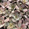 [PACK of 10 PLANTS] x Echeveria 'Lolita'