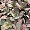 [PACK of 10 PLANTS] x Echeveria 'Lolita'