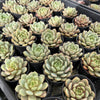 [PACK of 10 PLANTS] x  Echeveria 'Love me'