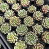 [PACK of 10 PLANTS] x  Echeveria 'Love me'