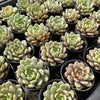 [PACK of 10 PLANTS] x  Echeveria 'Love me'
