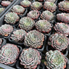 [PACK of 10 PLANTS] x Echeveria pinwheel 'Tuxpan'