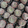 [PACK of 10 PLANTS] x Echeveria pinwheel 'Tuxpan'