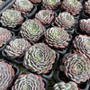 [PACK of 10 PLANTS] x Echeveria pinwheel 'Tuxpan'