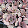 [PACK of 10 PLANTS] x Echeveria 'Lolita'