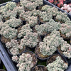 [PACK of 10 PLANTS] x Sedum dasyphyllum