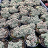 Sedum dasyphyllum